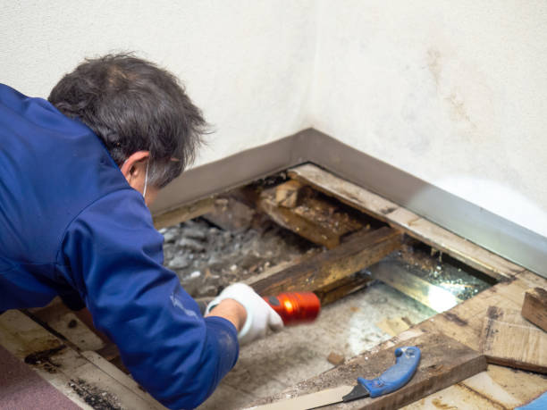 Mold Removal and Inspection in Banks, OR
