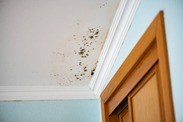 Professional Mold Removal in Banks, OR