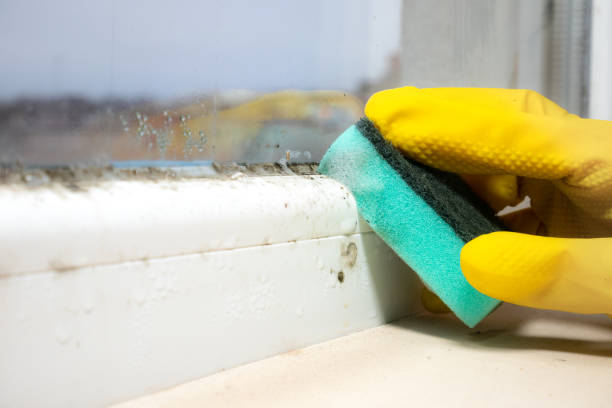 Best Residential Mold Removal  in Banks, OR