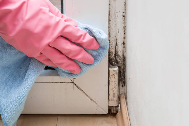 Best Office Mold Removal Services  in Banks, OR